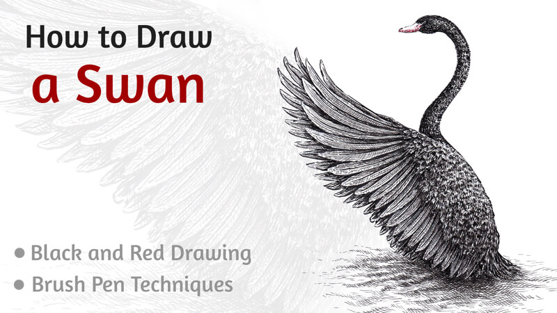 How to draw a black swan with brush pens
