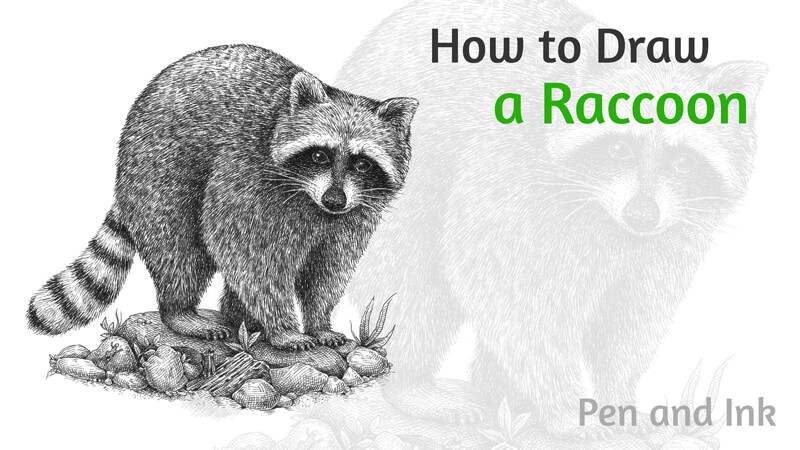 How to Draw a Raccoon with Pen and Ink