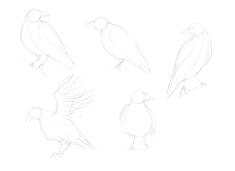 Sketches of a raven