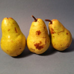 Reference Photo for Still Life Pears 4
