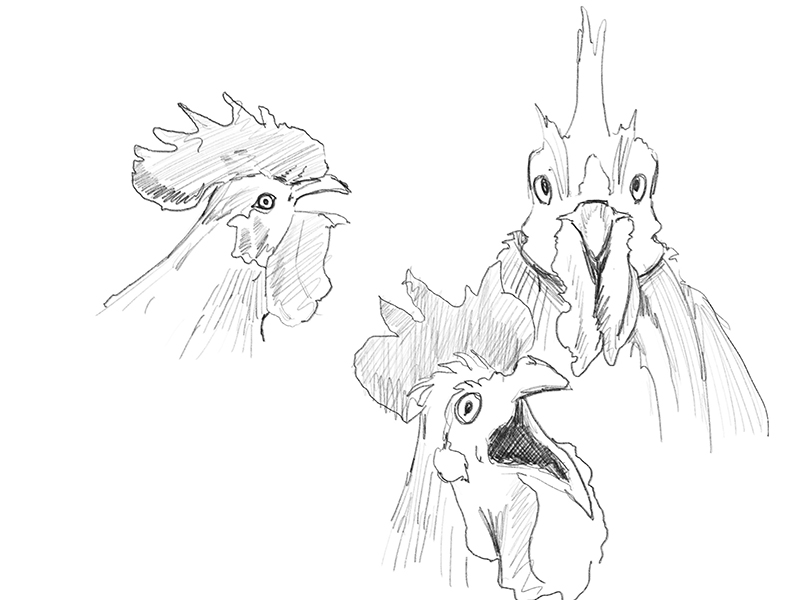 Sketch of roosters