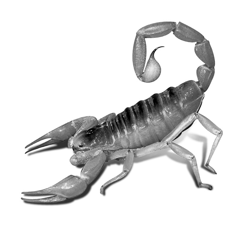 Scorpion photo reference