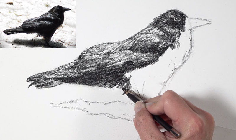 Drawing the texture of the features on the crow