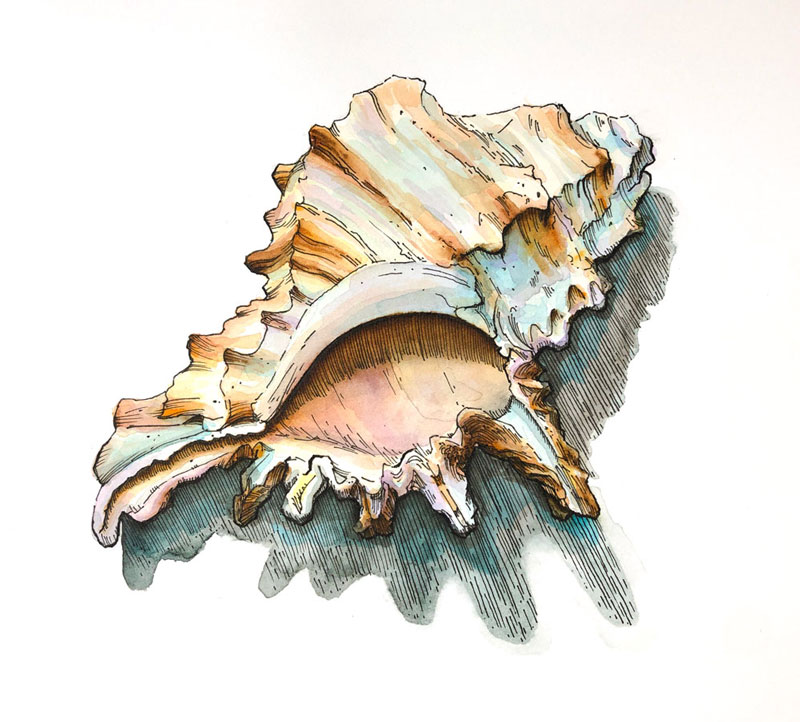 Seashell Drawing with Watercolor Markers
