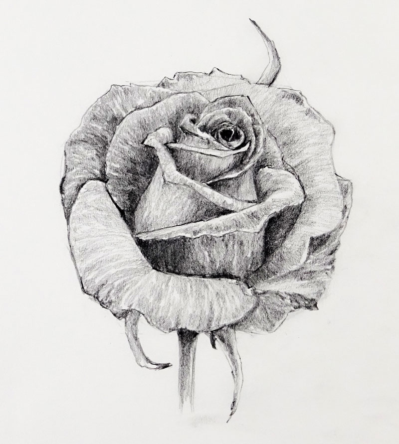 pencil sketch of a rose