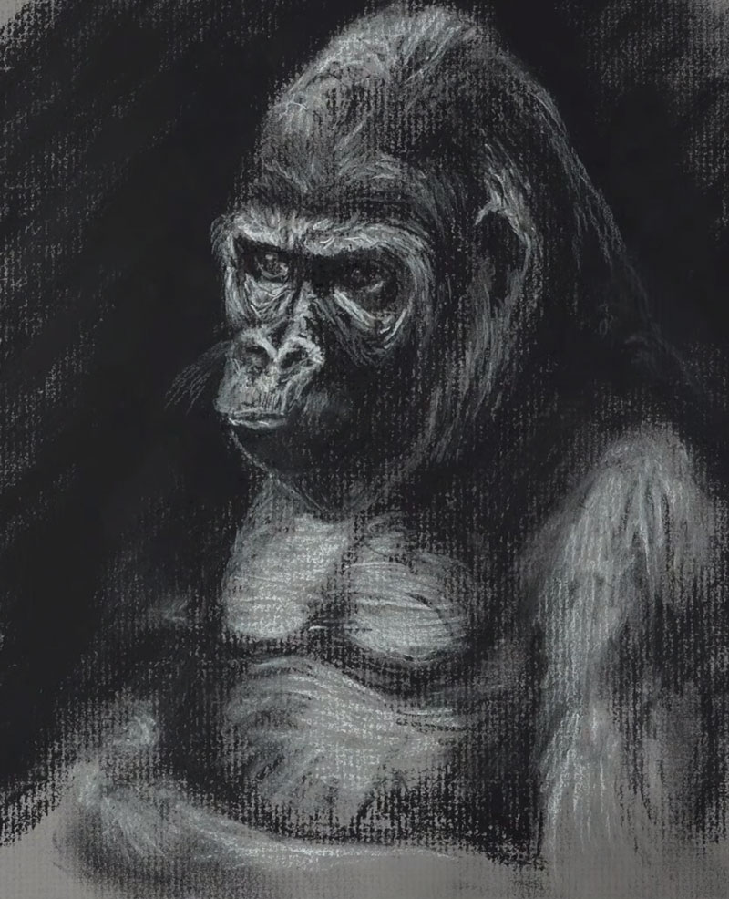 Charcoal Sketch of a Gorilla