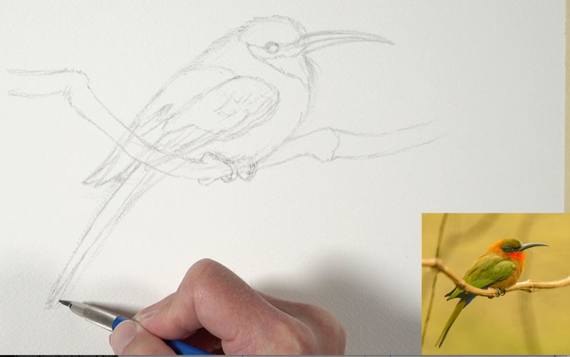 Sketching the bird with graphite pencil