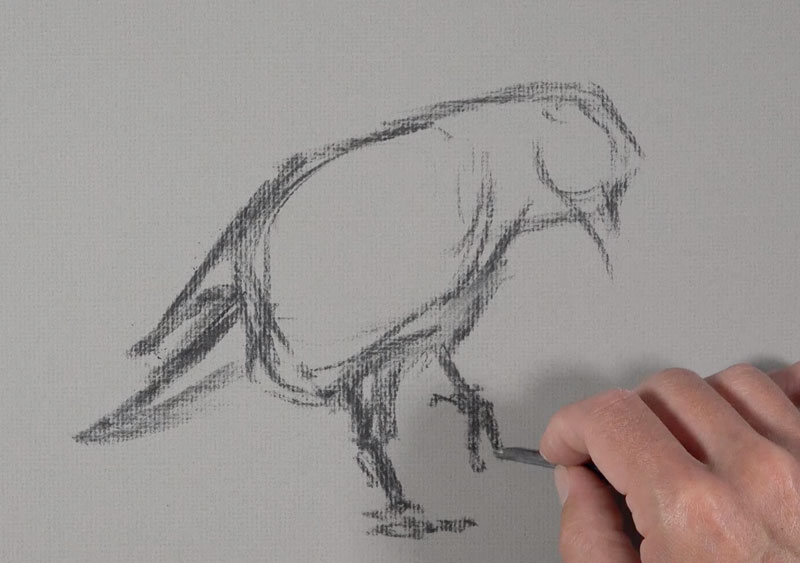 Sketching the raven with vine charcoal