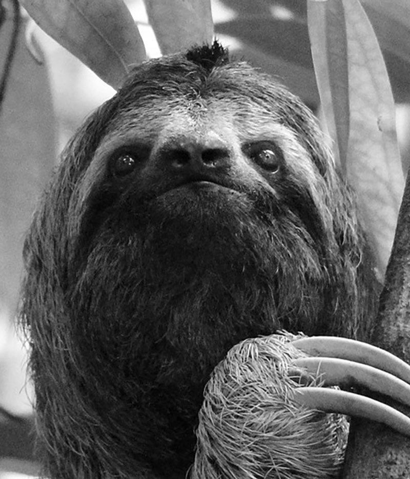 Sloth reference image
