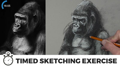 Timed Sketching Exercise - Gorilla