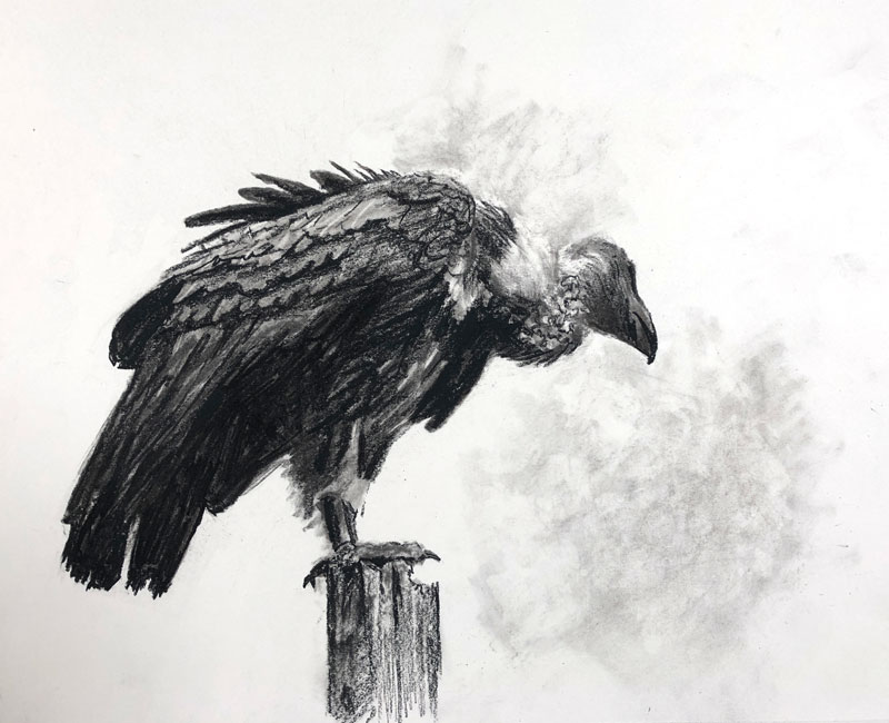 Charcoal drawing of a Vulture