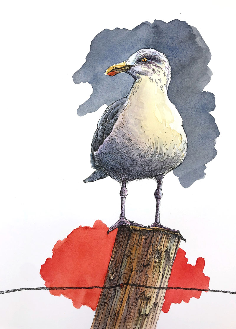 Watercolor and Ink Seagull Painting