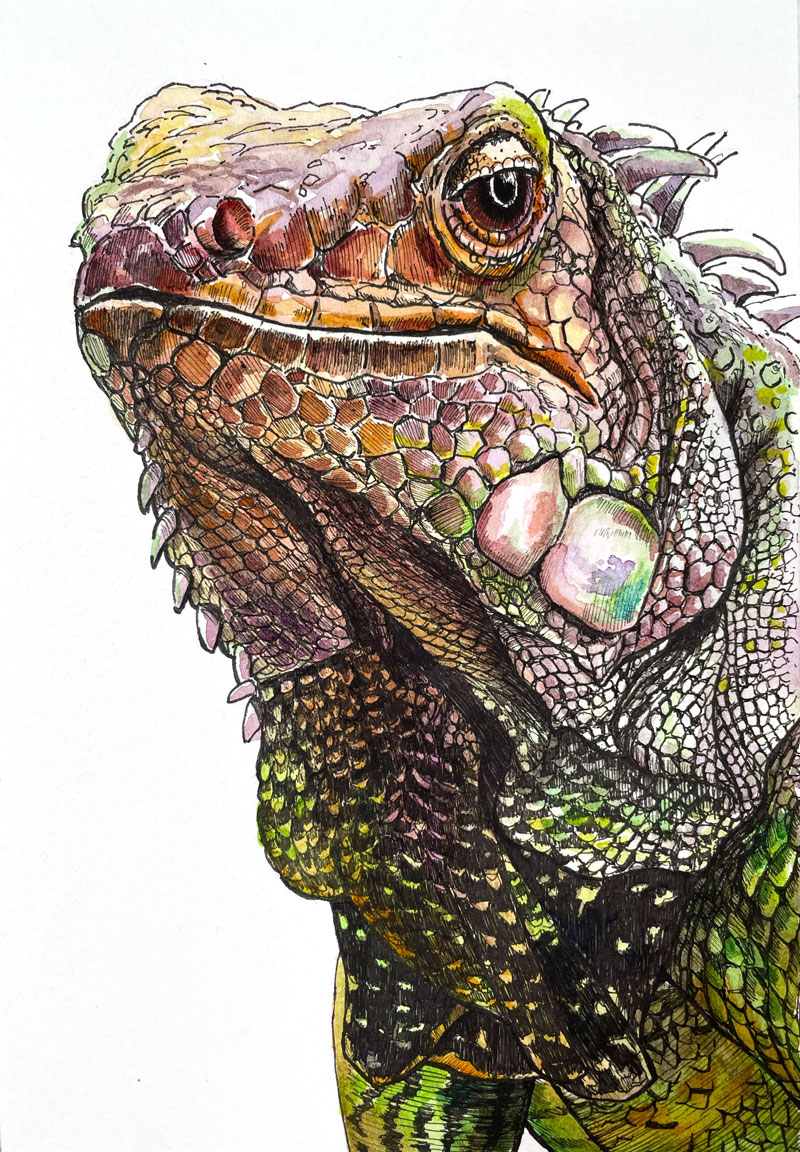 Watercolor painting of an iguana