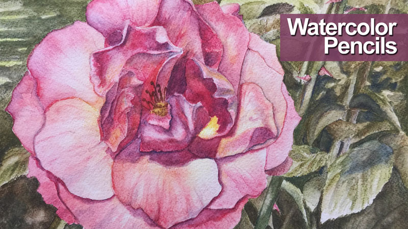 Flower painting with watercolor pencils