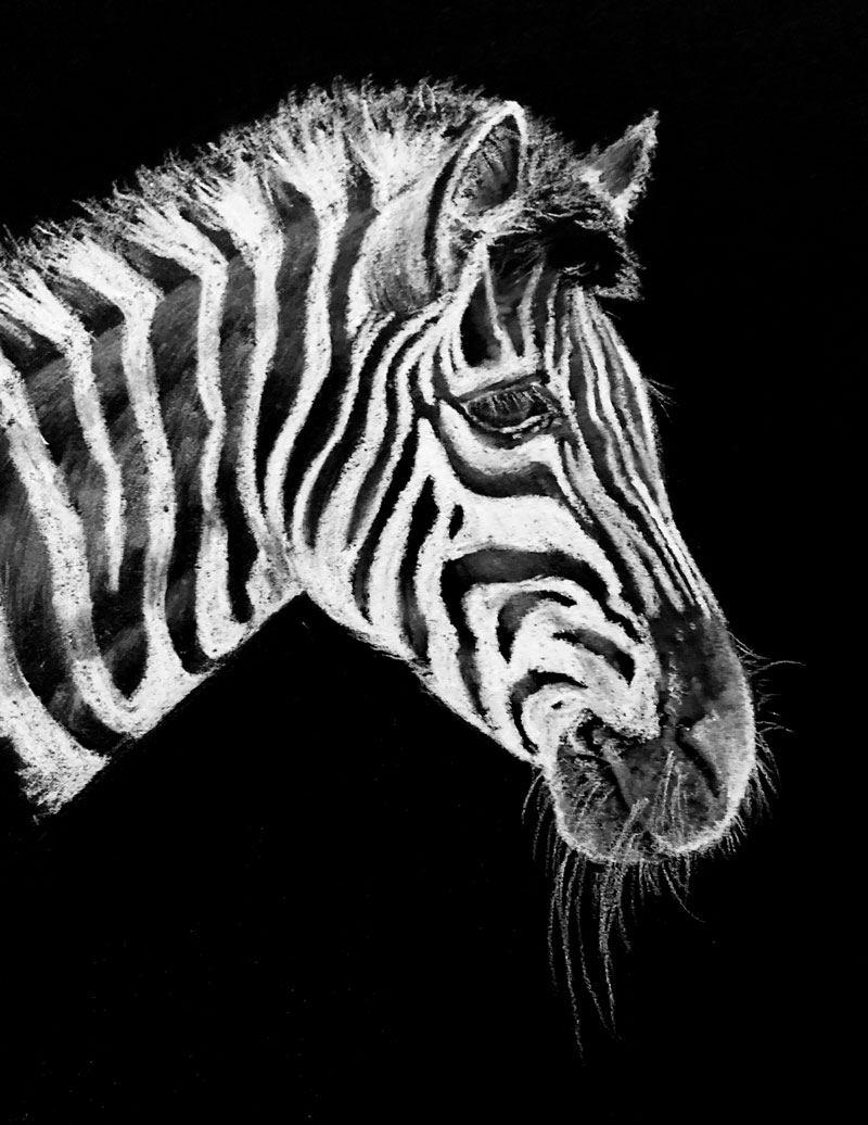 Drawing of a Zebra with white charcoal on black paper